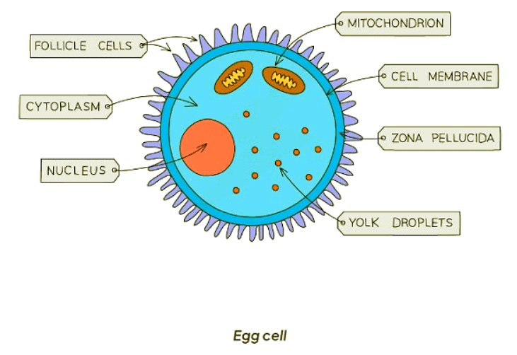 Specialised cells in animals