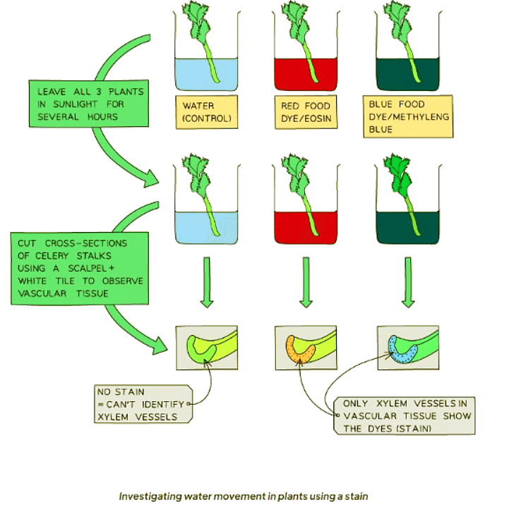 Pathway Taken by Water | Biology for GCSE/IGCSE - Class 10