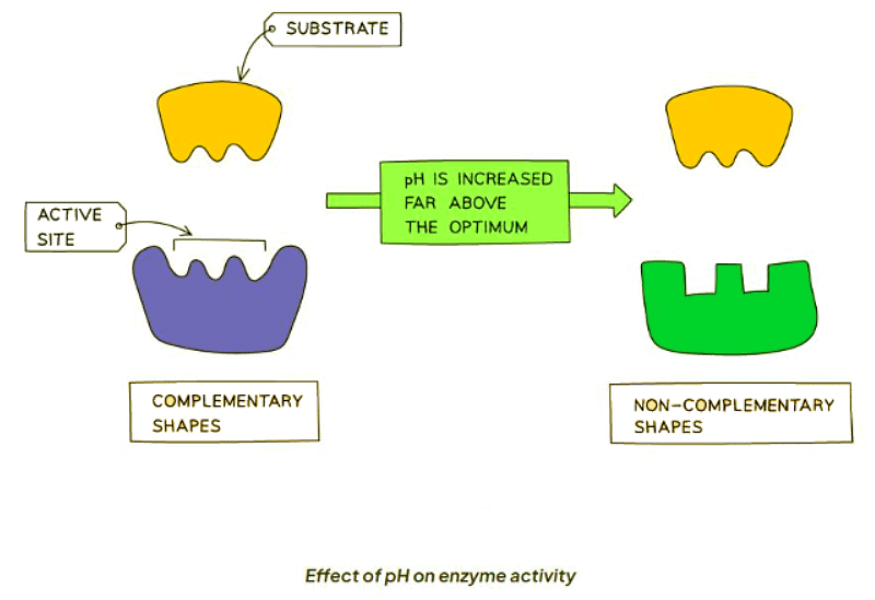 Enzymes & pH | Biology for GCSE/IGCSE - Class 10