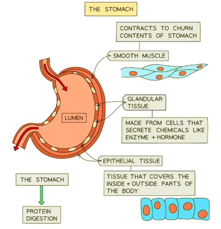 The Stomach