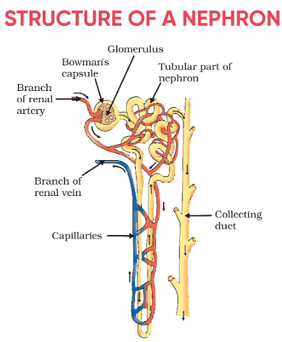 The Kidney | Biology for GCSE/IGCSE - Class 10