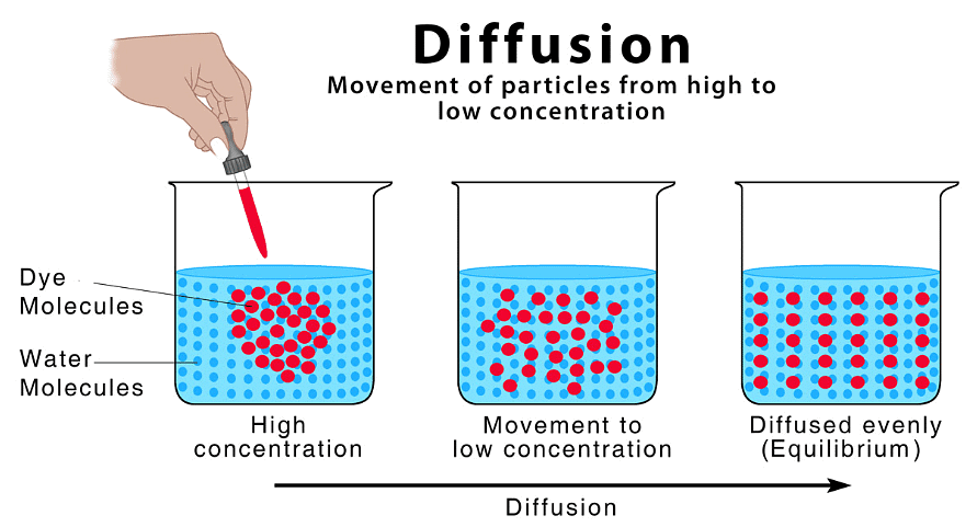 Diffusion - Year 11