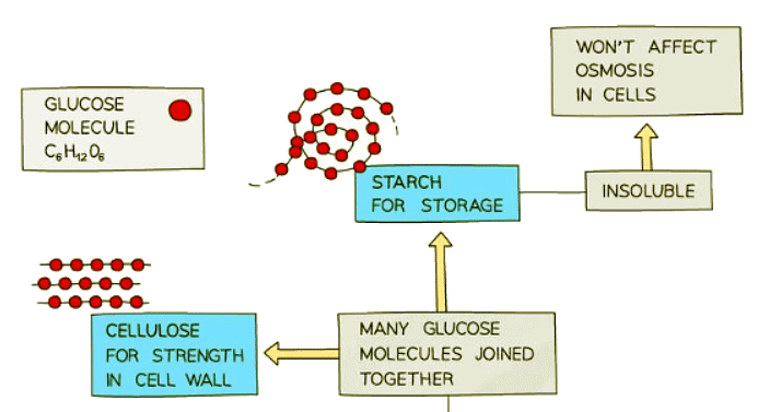 Use & Storage of Carbohydrates | Biology for GCSE/IGCSE - Class 10