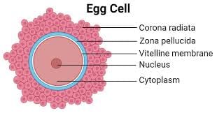 Egg cell