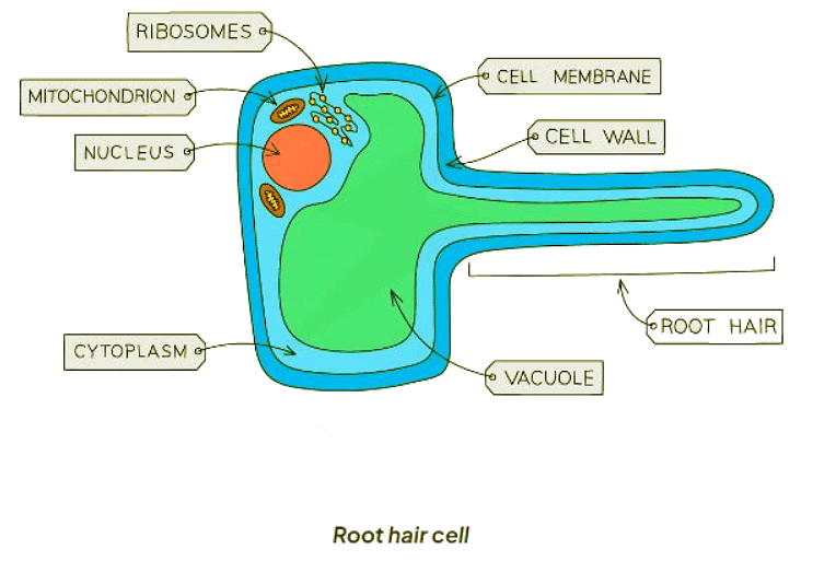 Specialised cells in animals