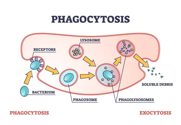 Phagocytes