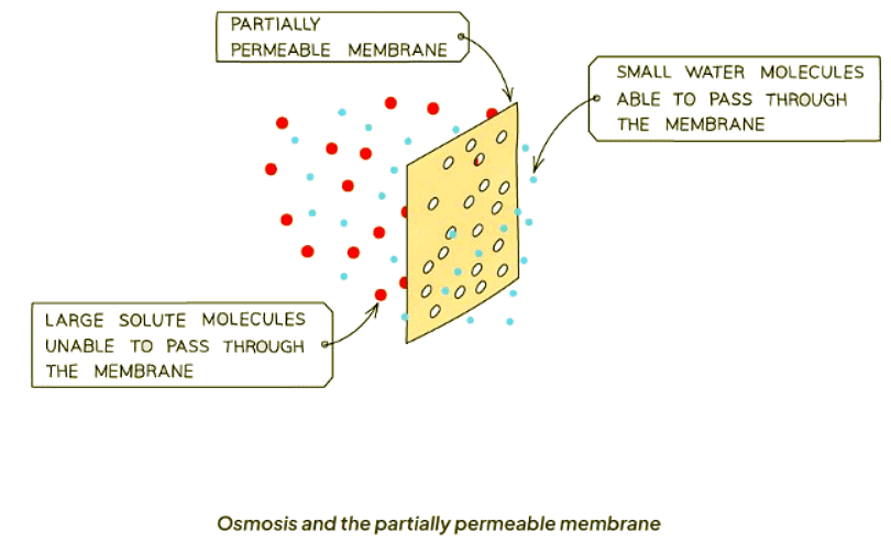 Osmosis | Biology for GCSE/IGCSE - Class 10