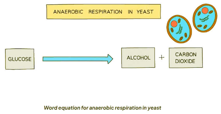 Anaerobic Respiration | Biology for GCSE/IGCSE - Class 10