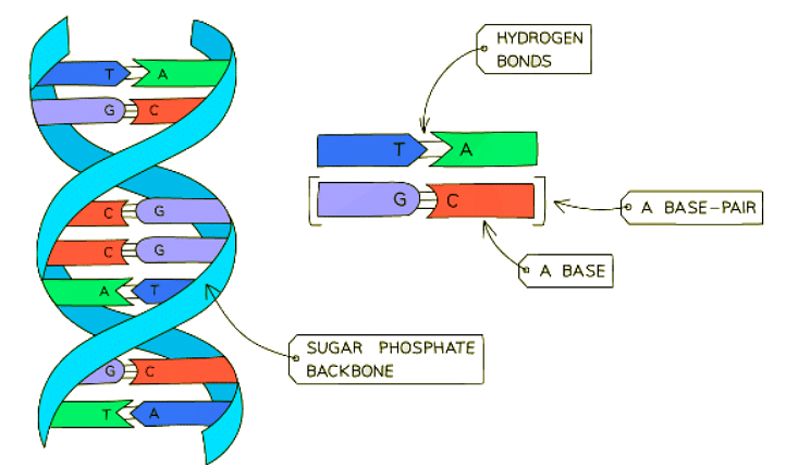 DNA Structure | Biology for GCSE/IGCSE - Class 10