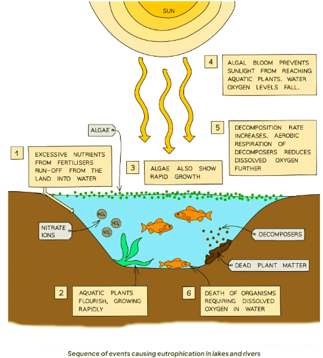 Eutrophication