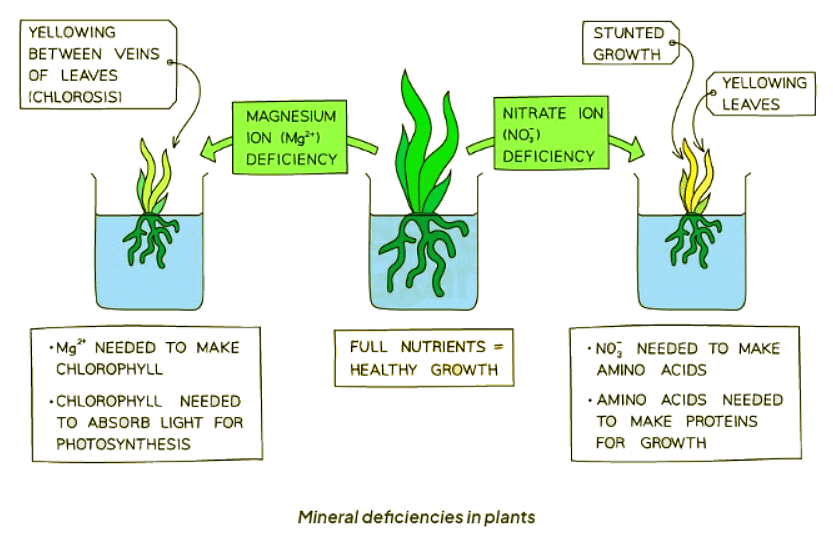 Minerals in Plants | Biology for GCSE/IGCSE - Class 10
