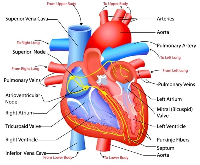 Structure of the heart