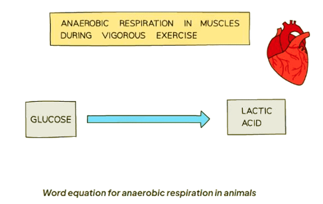Anaerobic Respiration | Biology for GCSE/IGCSE - Class 10