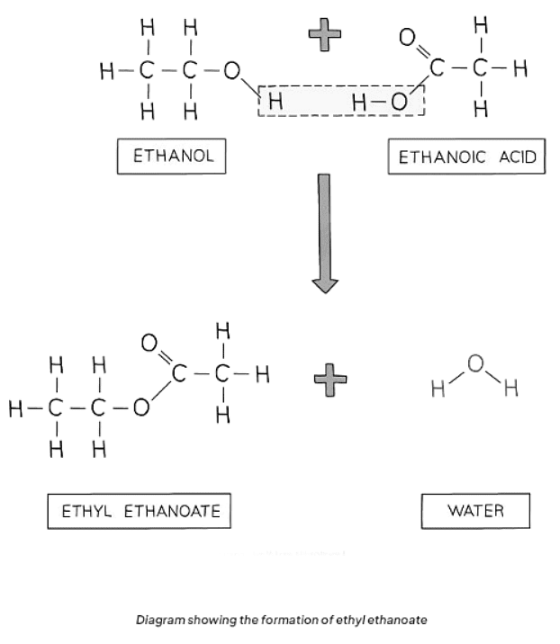 Ethanoic Acids & Esterification Reactions | Chemistry for GCSE/IGCSE - Year 11