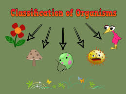 Classifying organisms | Year 7 Biology (Cambridge) - Class 7