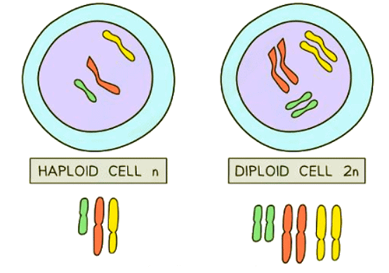 Sexual Reproduction | Biology for GCSE/IGCSE - Class 10