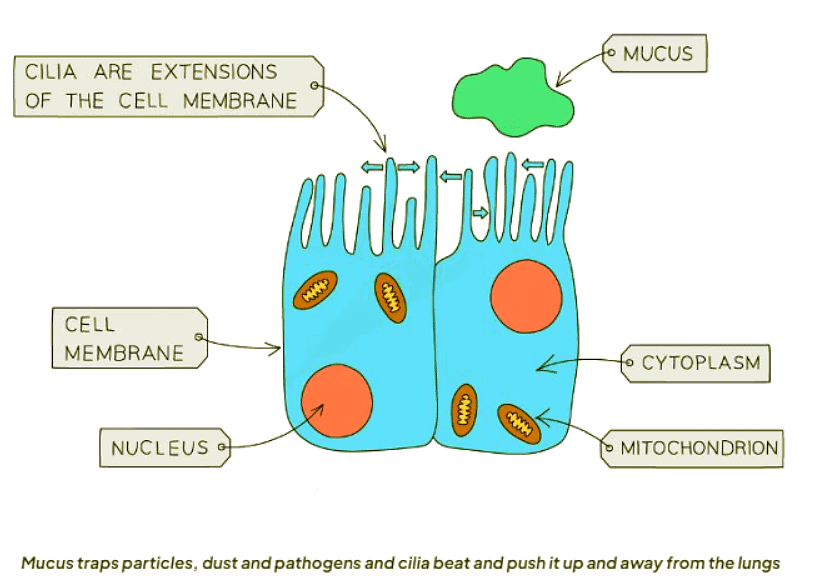 Protecting the Breathing System | Biology for GCSE/IGCSE - Class 10