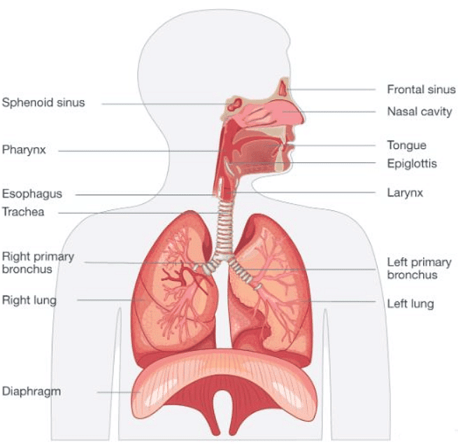 The Breathing System | Biology for GCSE/IGCSE - Class 10