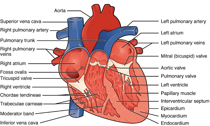 Identifying Structures in the Heart | Biology for GCSE/IGCSE - Class 10