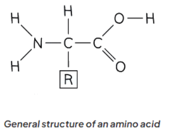 Proteins | Chemistry for GCSE/IGCSE - Class 10