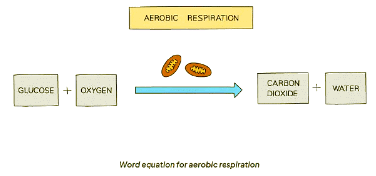 Aerobic Respiration | Biology for GCSE/IGCSE - Class 10
