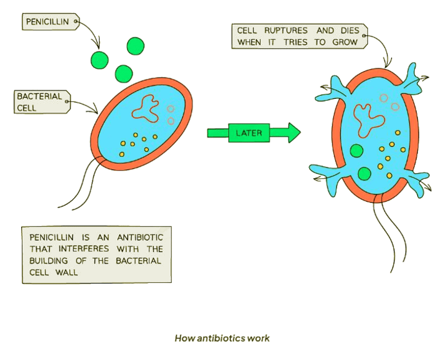 Drugs in Medicine | Biology for GCSE/IGCSE - Class 10