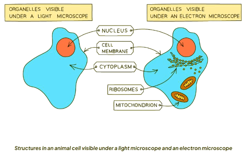 Cell Structure | Biology for GCSE/IGCSE - Class 10