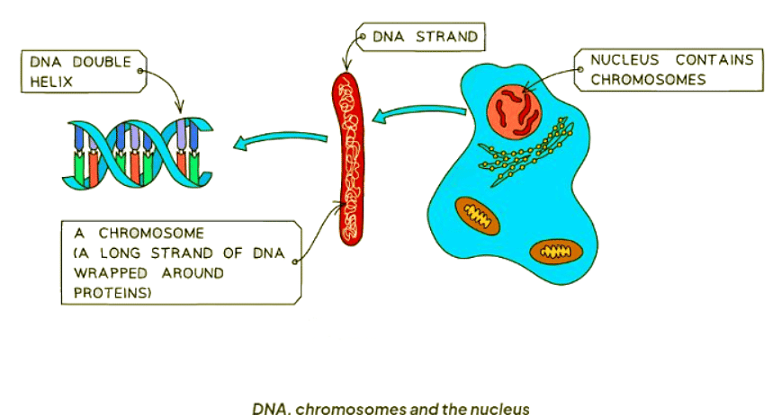 DNA Structure | Biology for GCSE/IGCSE - Class 10