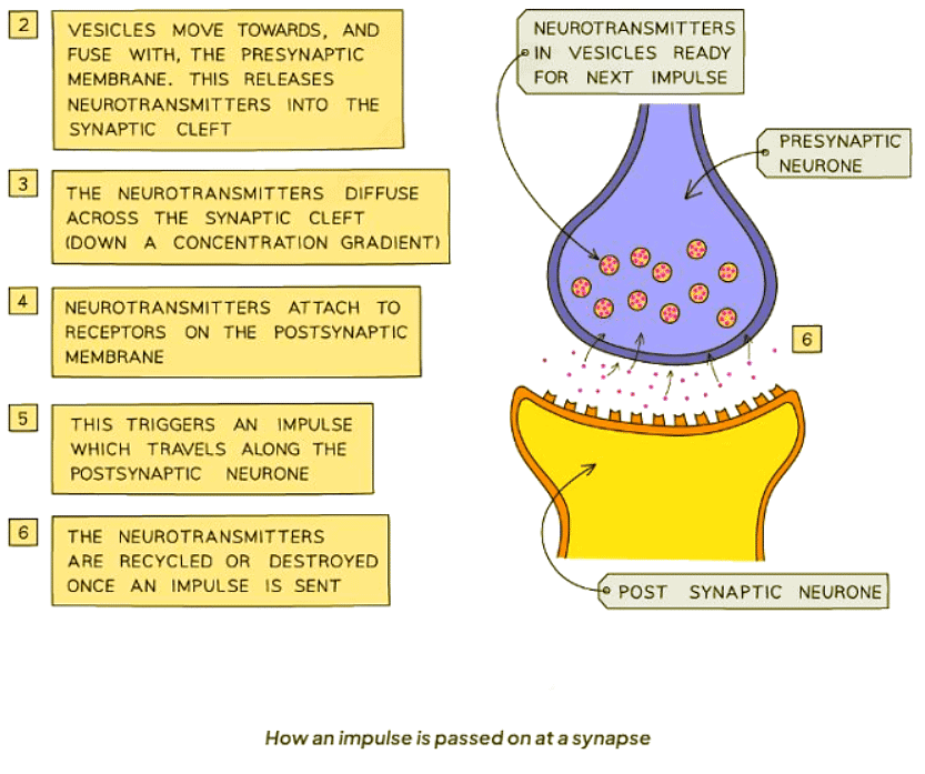 The Synapse | Biology for GCSE/IGCSE - Class 10