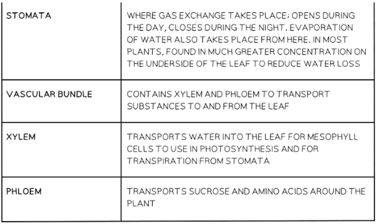 Leaf Structure | Biology for GCSE/IGCSE - Class 10