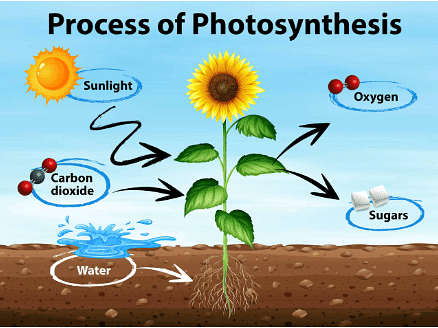Photosynthesis and plant growth | Year 9 Biology (Cambridge) - Class 9