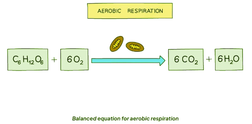 Aerobic Respiration | Biology for GCSE/IGCSE - Class 10