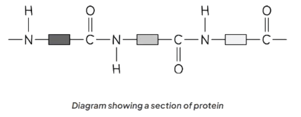 Proteins | Chemistry for GCSE/IGCSE - Class 10