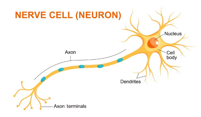 Nerve cells