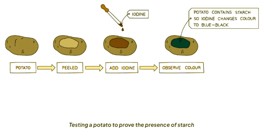 Food Tests | Biology for GCSE/IGCSE - Class 10