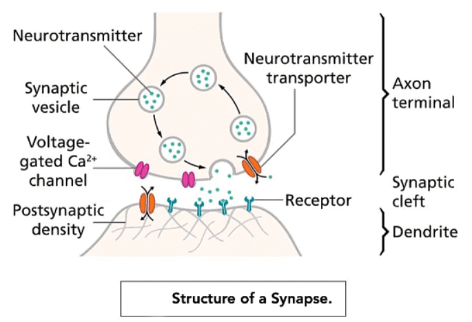 The Synapse | Biology for GCSE/IGCSE - Class 10