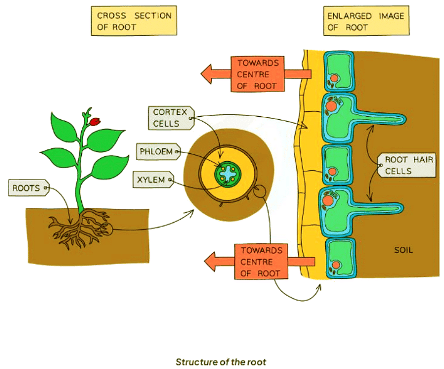 Root Hair Cells | Biology for GCSE/IGCSE - Class 10