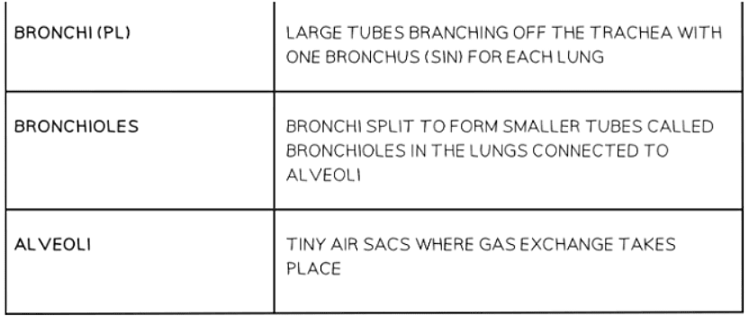The Breathing System | Biology for GCSE/IGCSE - Class 10