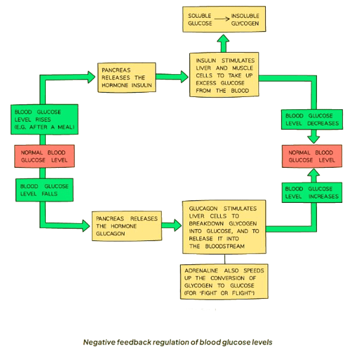 Hormones in Humans | Biology for GCSE/IGCSE - Class 10