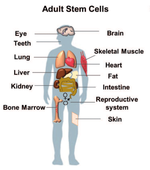Adult and Embryonic Stem Cells - Year 7 PDF Download