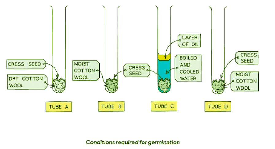 Sexual Reproduction in Plants | Biology for GCSE/IGCSE - Class 10