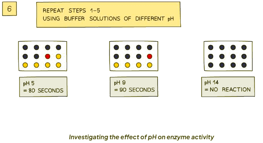 Enzyme Investigations | Biology for GCSE/IGCSE - Class 10