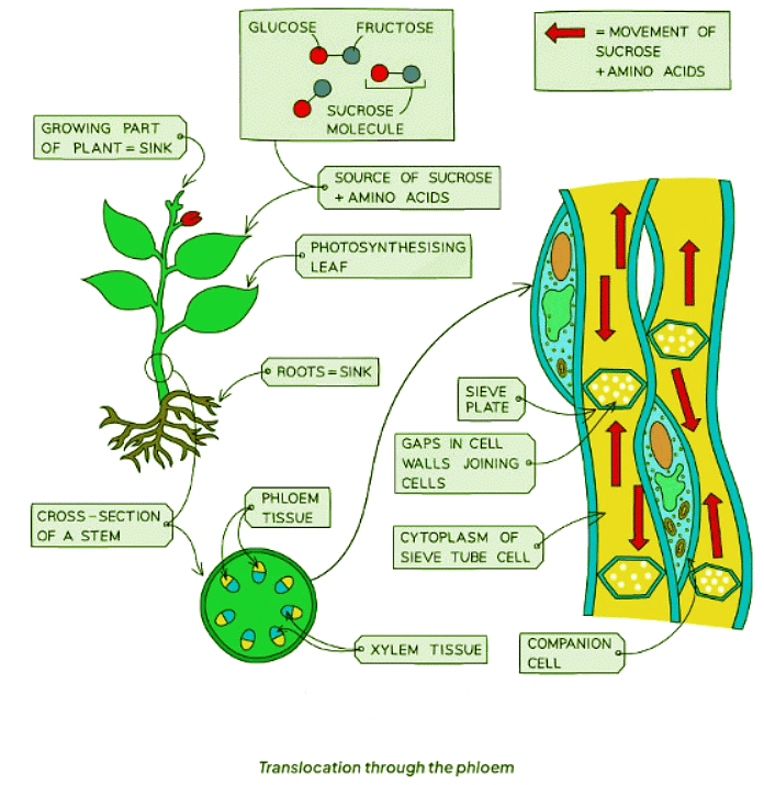 Translocation | Biology for GCSE/IGCSE - Class 10