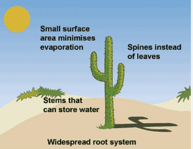 Xerophytes are adapted to live in extremely dry conditions such as deserts