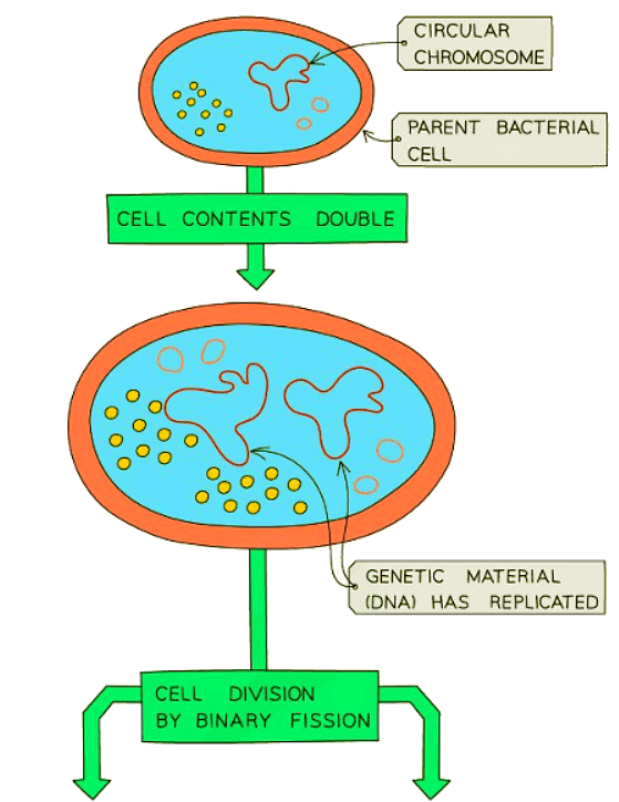 Asexual Reproduction | Biology for GCSE/IGCSE - Class 10