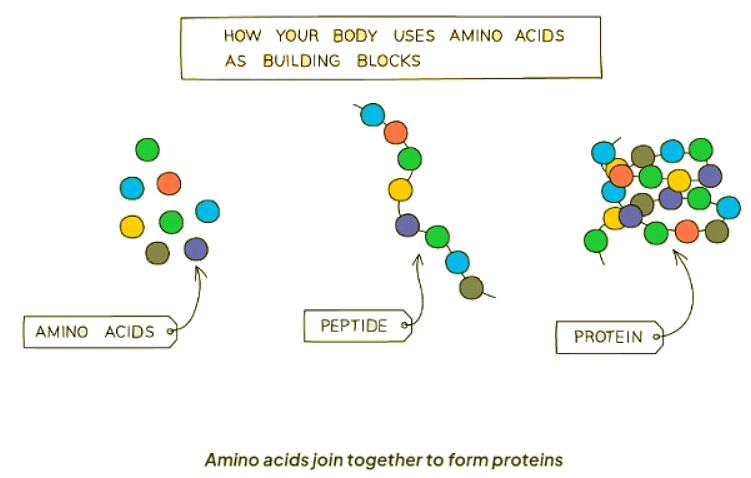 Chemicals & Life | Biology for GCSE/IGCSE - Class 10