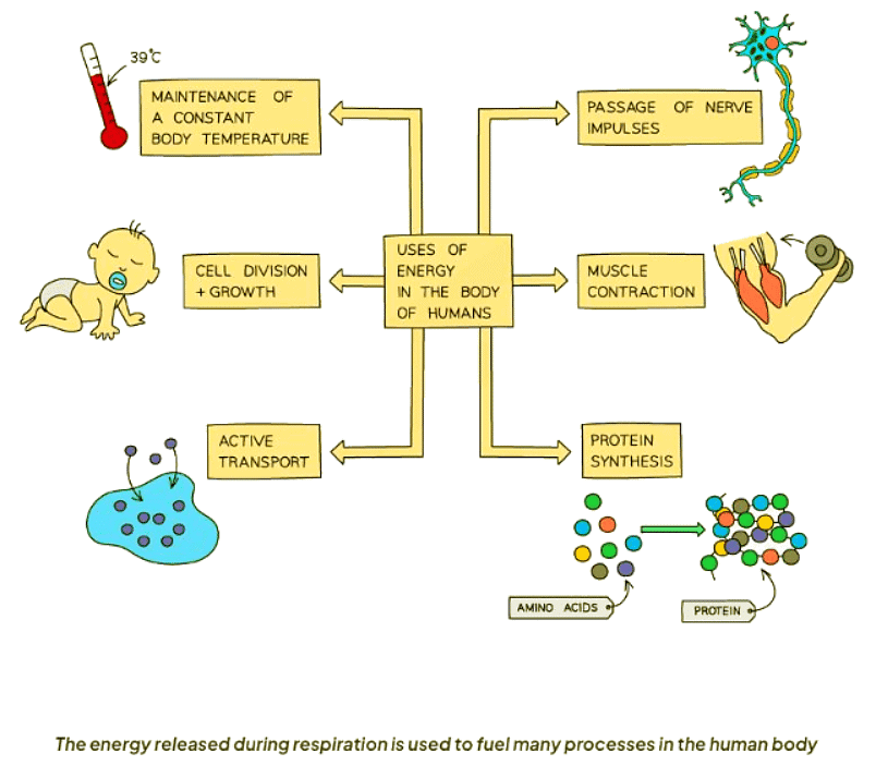 Respiration in Cells | Biology for GCSE/IGCSE - Class 10