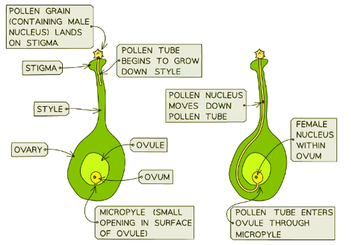 Sexual Reproduction in Plants | Biology for GCSE/IGCSE - Class 10