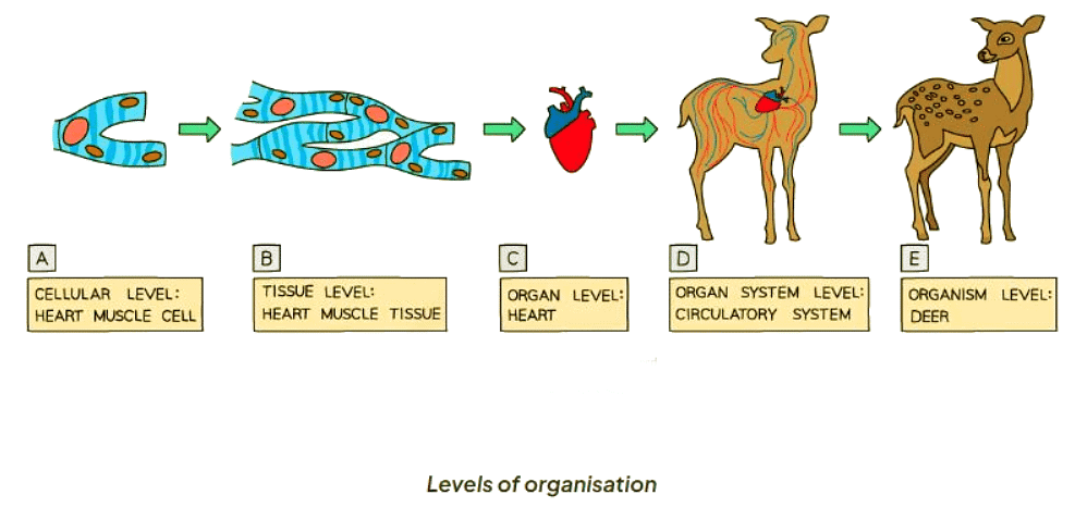 Levels of Organisation in an Organism