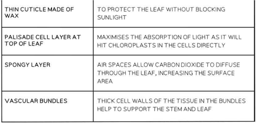 Leaf Structure | Biology for GCSE/IGCSE - Class 10
